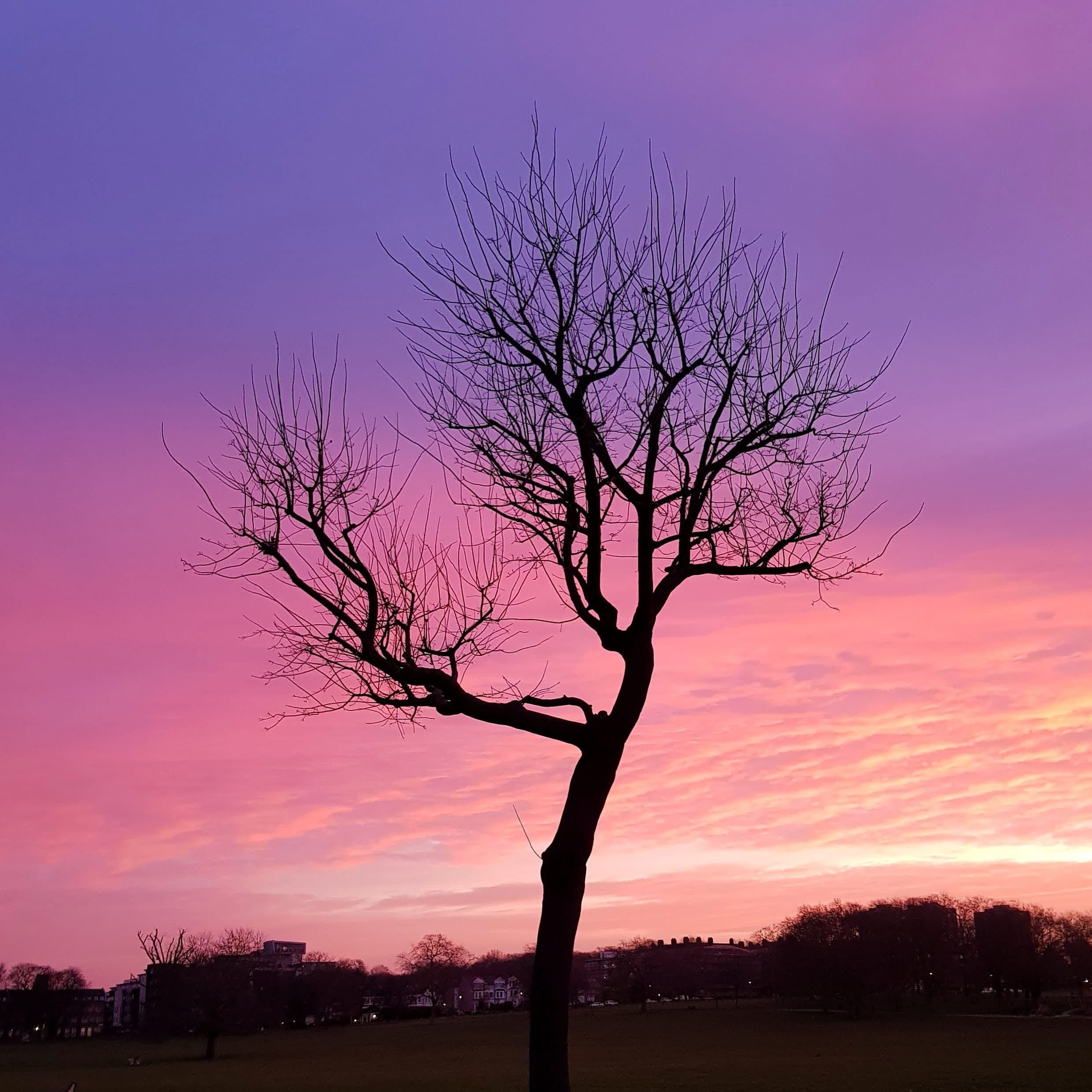 Picture of a tree in a pink sunset as taken by Jackson Moore